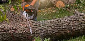 Milford, IA Tree Services Company