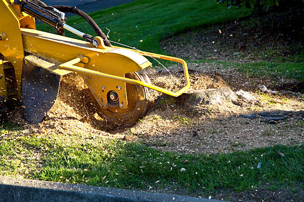 Organic Lawn Care Solutions in Milford, IA